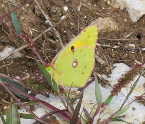 Colias croceus